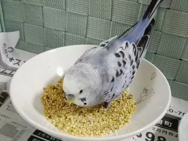 コメントの画像