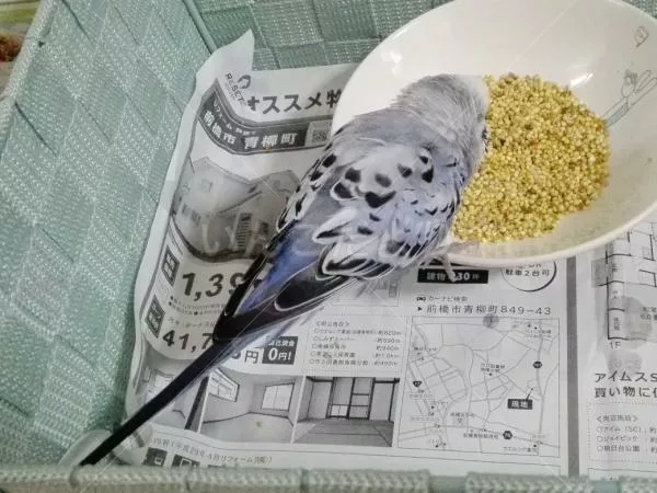 コメントの画像