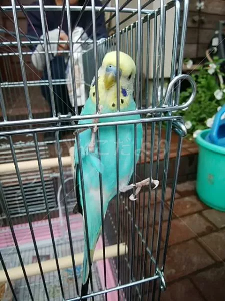 コメントの画像