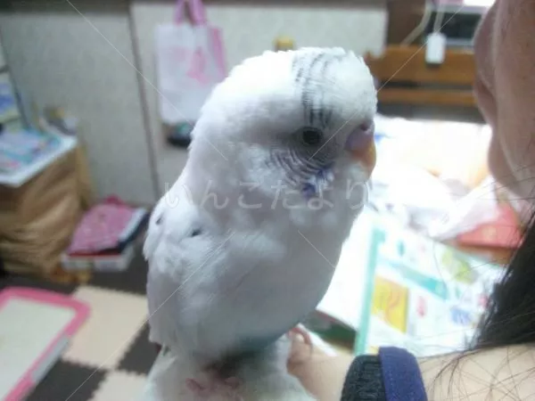 コメントの画像