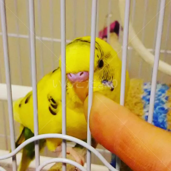 コメントの画像