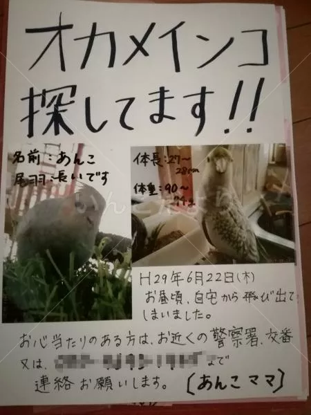 コメントの画像