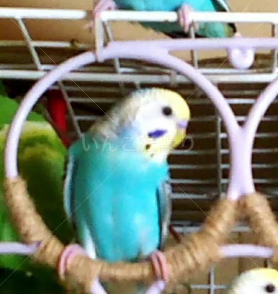 コメントの画像