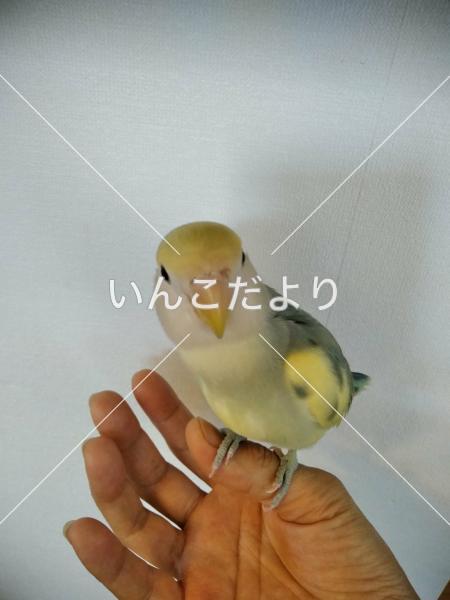 コメントの画像