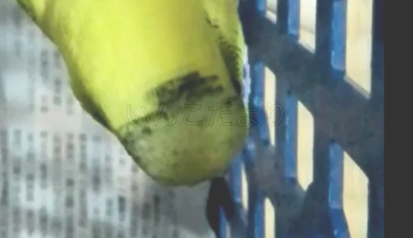 コメントの画像