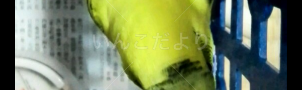 コメントの画像