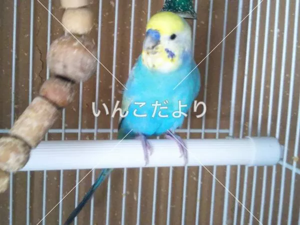 コメントの画像