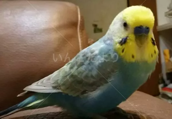 コメントの画像