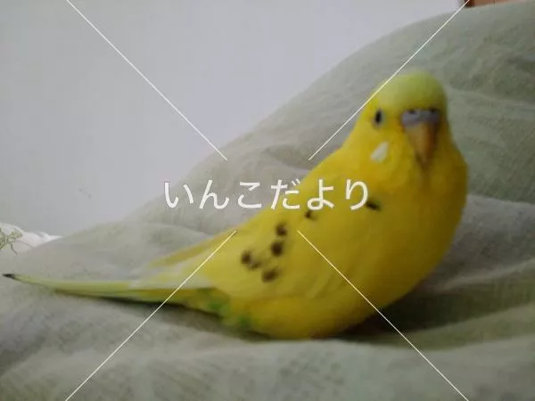 コメントの画像