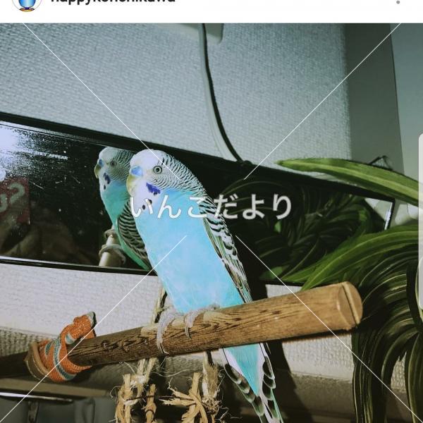 コメントの画像