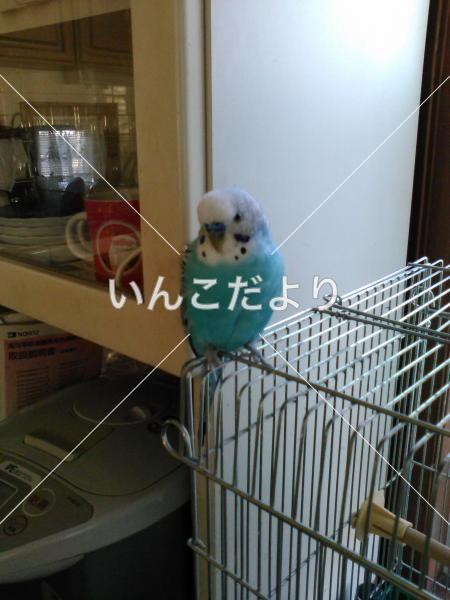 コメントの画像