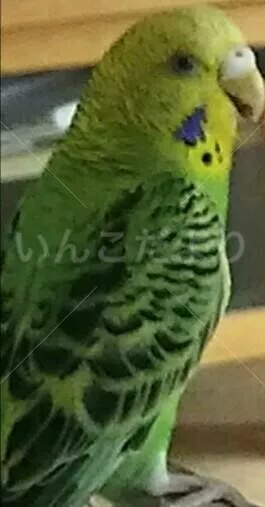 コメントの画像