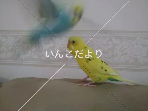 コメントの画像