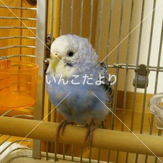 コメントの画像