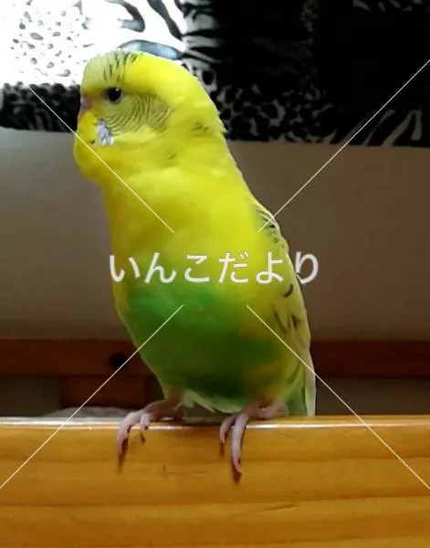 コメントの画像