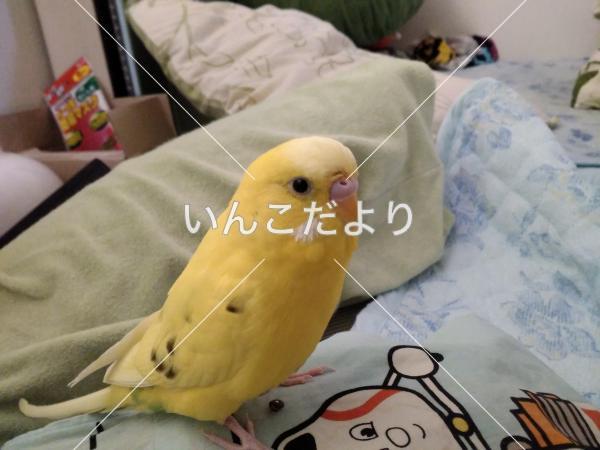 コメントの画像