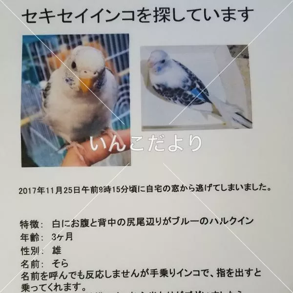 コメントの画像