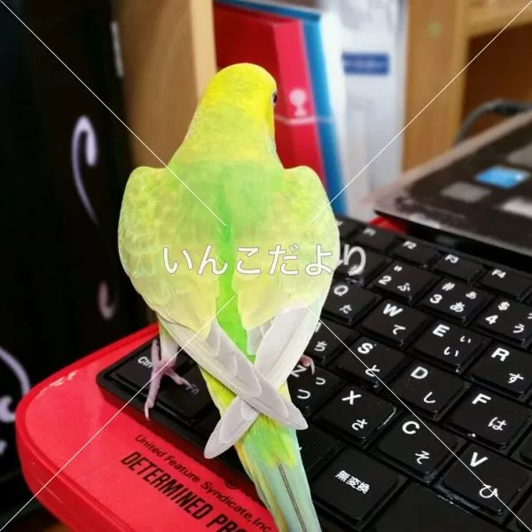 コメントの画像