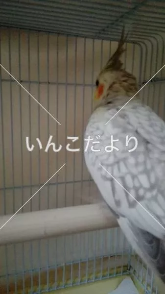 コメントの画像