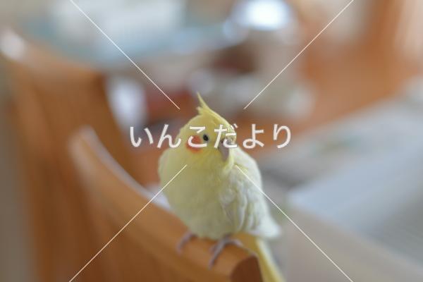コメントの画像