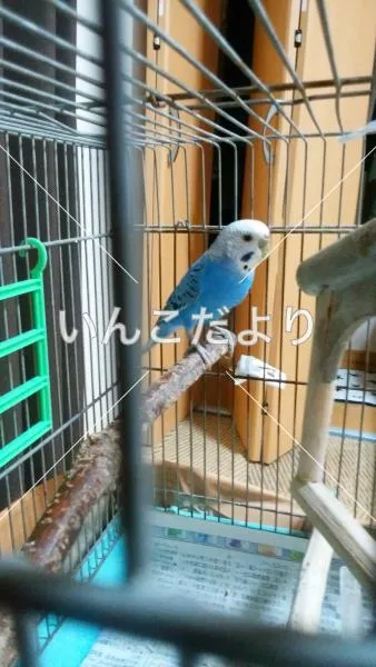 コメントの画像