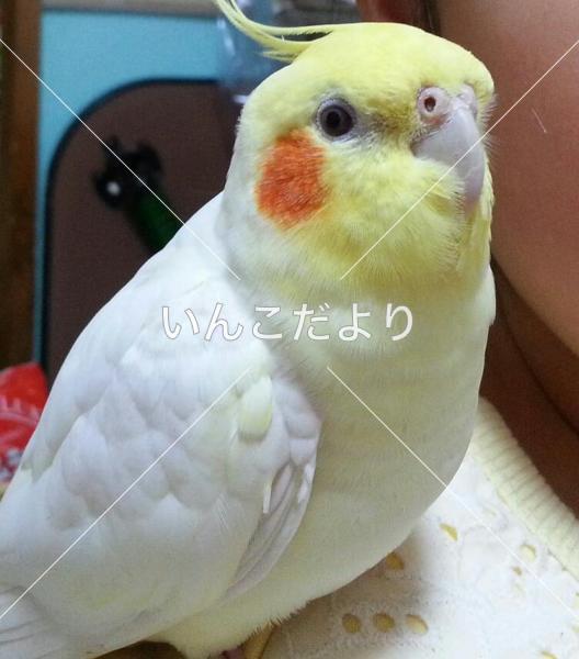 コメントの画像