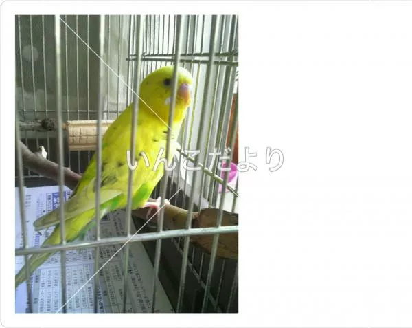 コメントの画像