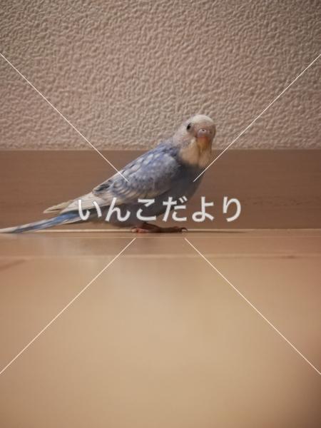 コメントの画像