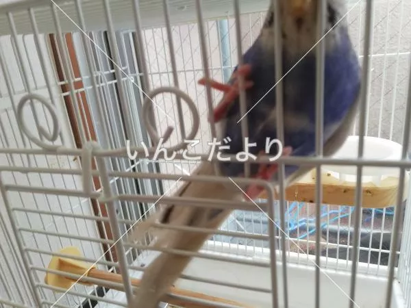 コメントの画像