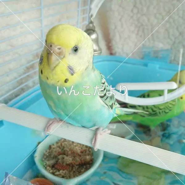 コメントの画像