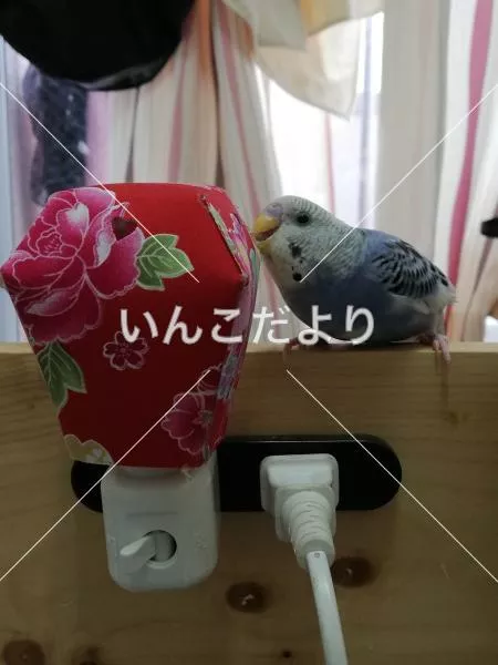 コメントの画像