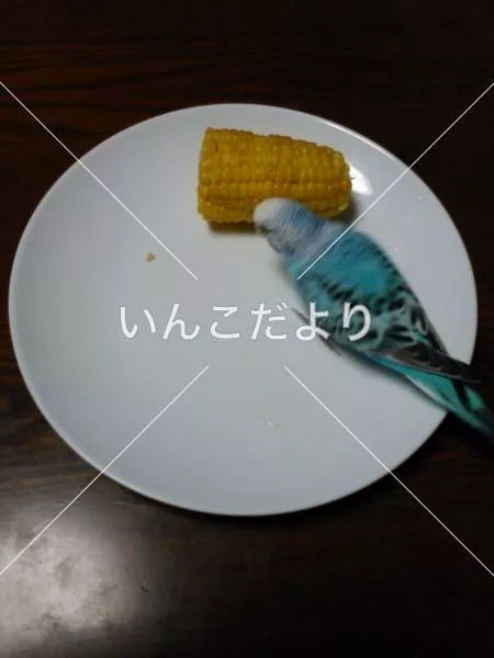 コメントの画像