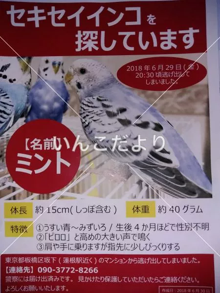 コメントの画像