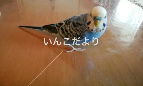 コメントの画像