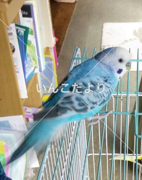 コメントの画像