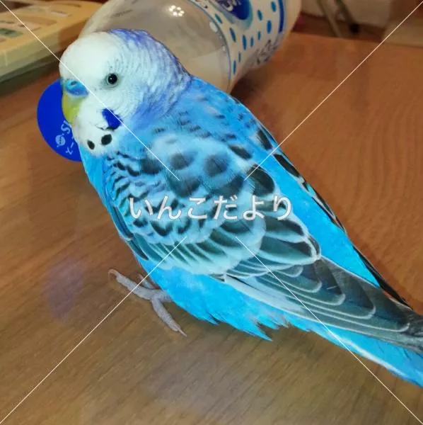 コメントの画像