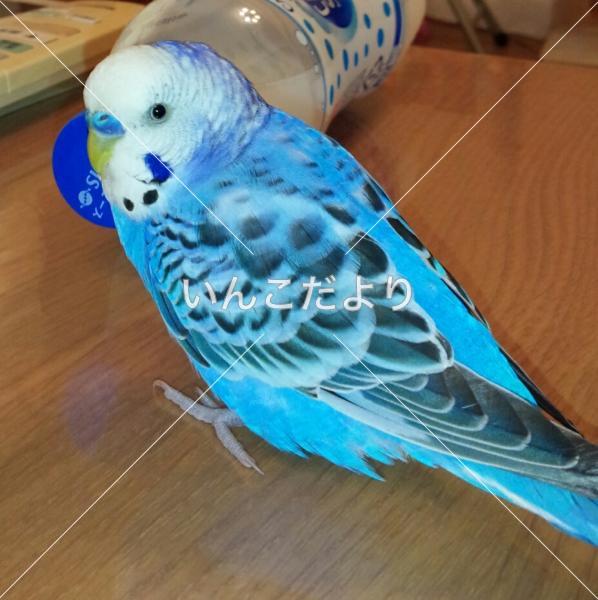 コメントの画像