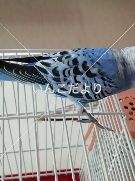 コメントの画像