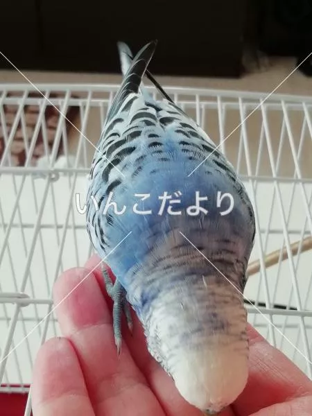 コメントの画像