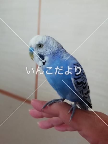 コメントの画像