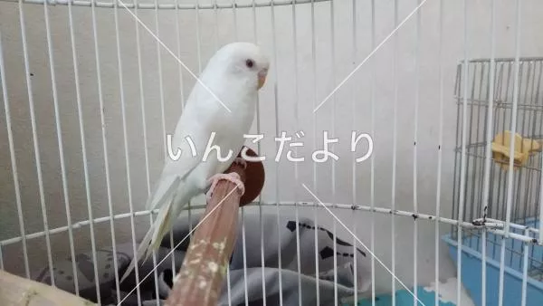 コメントの画像