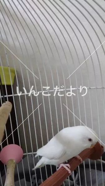 コメントの画像