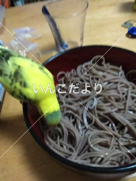 コメントの画像