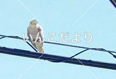 コメントの画像