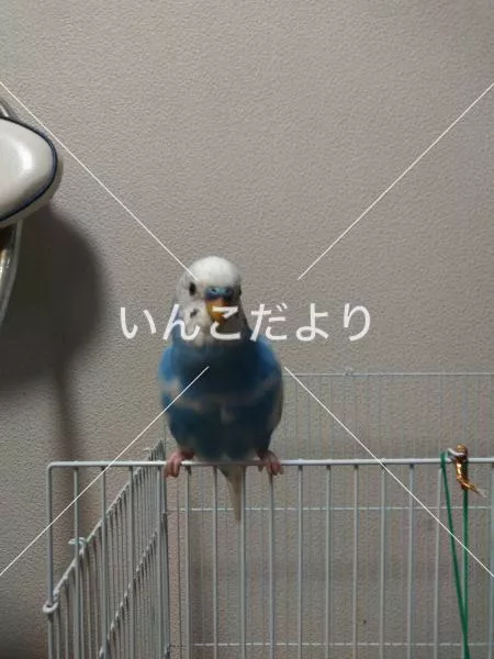 コメントの画像