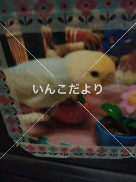 コメントの画像