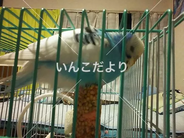 コメントの画像