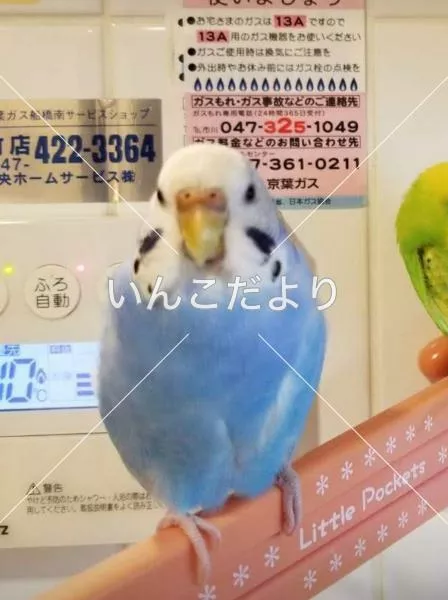 コメントの画像