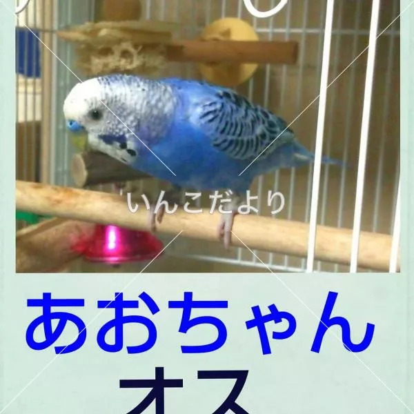 コメントの画像