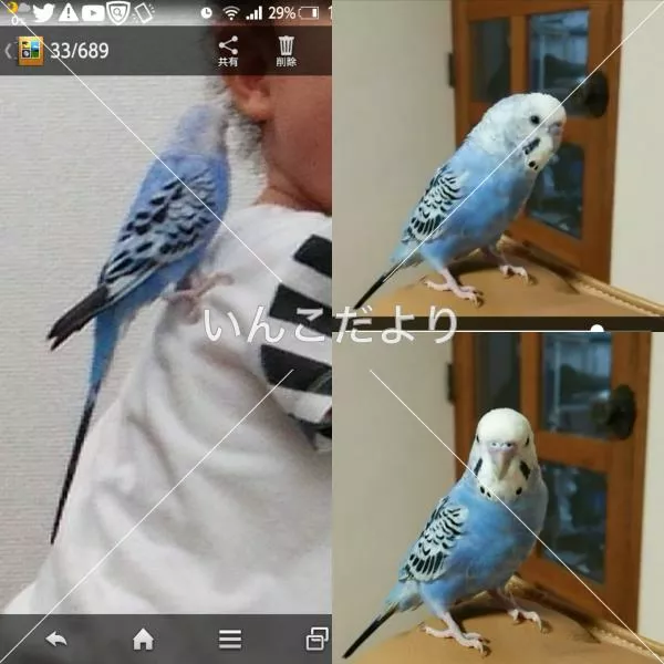 コメントの画像